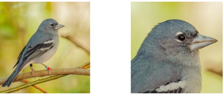 Fig. 1: A visualisation of the two views the network receives