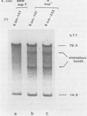 FIG. 1.oftionStudier the Genetic map and relevant restriction map of bacteriophage T7