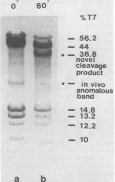FIG. 8.6am-infected-cellEcoRI6am-infected-cellbeforeplusfragmentplusincubation21.3%was14.8, In vitro cleavage of exogenous DNA byT7 extract
