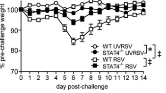 FIG 7 STAT4 deﬁciency attenuates RSV-induced weight loss following pri-live RSV (RSV)
