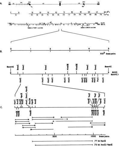 FIG. 1.BamHI4a),boundedcoordinatesP3HR-1isolates.endonuclease(28).areissequencewhich1.15-kb derived Organization ofBamHI K region in EBV DNA