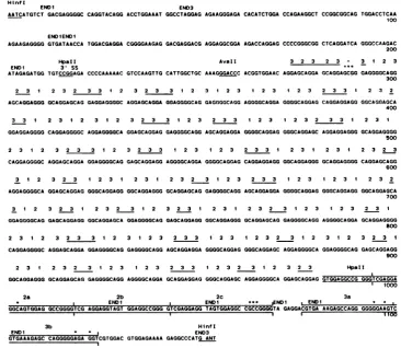 FIG. 2.fragmentsinanothernucleotideabovepositions(END3)sequenceposition the Nucleotide sequence of the 1,153-bp Hinfl fragment