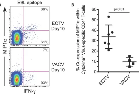 FIG 8least one additional cytokine from ECTV- or VACV-primed mice (3,000 PFUCD4per footpad) at 10 days postinfection are shown
