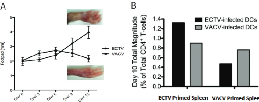 FIG 1 Divergent pathogenesis and magnitude of Tprimed with either VACV and ECTV (3,000 PFU per footpad)