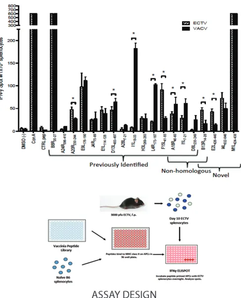 FIG 2 Comparative epitope speciﬁcities and magnitudes of responses to VACV- and ECTV-primed splenocytes