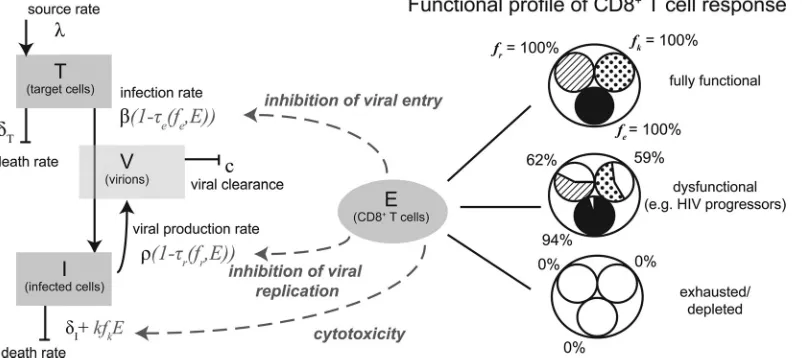 FIG 1 Model of viral and immune dynamics considering target cells ((effector functions are expressed by all CD8T), infected cells (I), virions (V), and CD8� T cells (E)