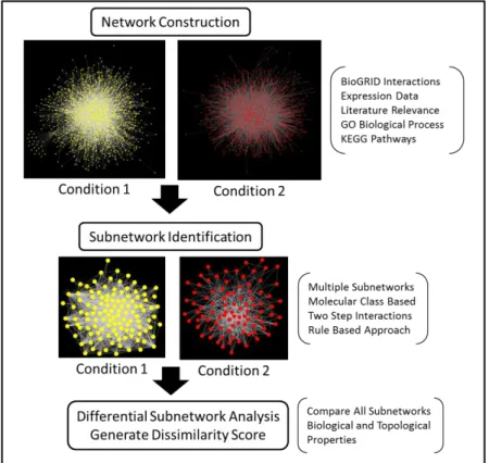 Figure 4. Differential subnetworks methodology overview 