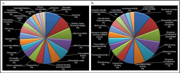Figure 5. Biological process (a), and molecular function (b) categories for axolotl data  Xenopus Proteomics 