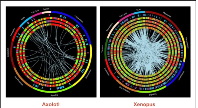 Figure 6.  Circos representation of proteomics data in the axolotl and  Xenopus  Condition-Specific Data Mining 