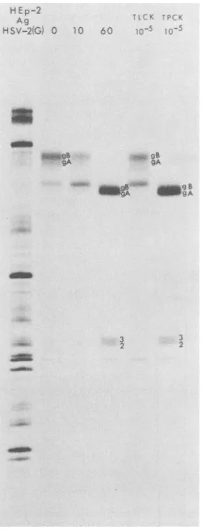 FIG. 3.fromicallydescribedimmunoprecipitated Autoradiographic images of electrophoret- separated [35S]methionine-labeled polypeptides with H233 monoclonal antibody HSV-2 (G)-infected HEp-2 cell lysates treated as in the legend to Fig