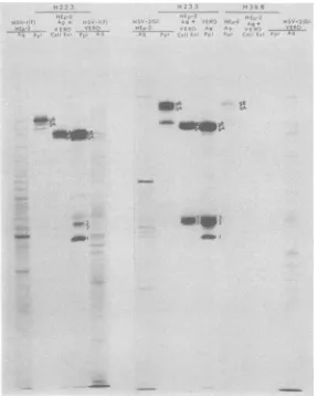 FIG. 5.andimmunoprecipitated Autoradiographic images of electrophoretically separated [35S]methionine-labeled polypeptides with H233 and H368 monoclonal antibodies from HSV-1 (F)- and HSV-2 (G)-infected HEp-2 Vero cell lysates and infected HEp-2 cell lysates mixed with extracts of uninfected Vero cells.