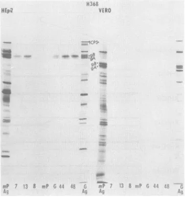 FIG. 8.icallyclonalimmunoprecipitatedinfected Autoradiographic images of electrophoret- separated [35S]methionine-labeled polypeptides with type 2-specific H368 mono- antibody from lysates of HEp-2 and Vero cells with recombinants and parent strains.