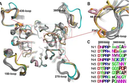 FIG 3 Comprehensive analysis of inﬂuenza virus NA loops. (A) Superimposition of NA monomers with an emphasis on the 150-loop, 270-loop, 380-loop, andA calcium ion is shown as a sphere