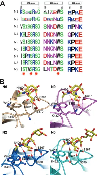 FIG 4 Inﬂuenza virus NA second sialic acid binding site. (A) Sequence alignment of the key residues of the inﬂuenza virus A NA second sialic acid binding site.hydrophobic interactions with the Neu5Ac1W20All the N1 to N9 NA sequences in the NCBI database ar