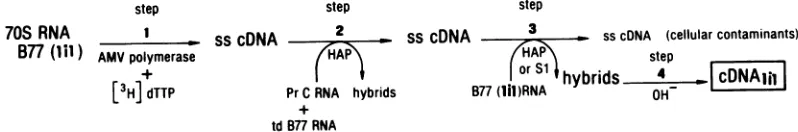 FIG. 1.from(stephybridseliminatecDNA,,, Preparation of cDNAj,,. Single-stranded cDNA was prepared by reverse transcription of 70S RNA nondefective B77 ASV (lit) and centrifugation through an alkaline sucrose gradient to select 5 to 7S cDNA 1)