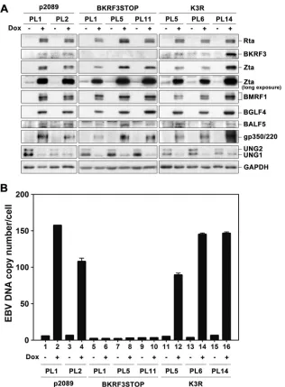 FIG 7 EBV genome replication was deﬁcient in cells containing BKRF3 knockout bacmids. (A) Wild-type p2089, BKRF3STOP, and K3R EBV bacmids weretransfected into 293TetER cells, and stable clones were selected with hygromycin (50 �g/ml)