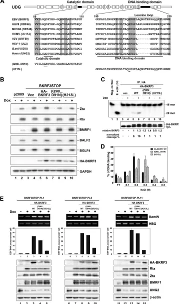 FIG 8 Trans-complementation by wild-type or enzymatically dead BKRF3(Q90L,D91N), but not leucine loop mutant BKRF3(H213L), bacmids rescued lyticviral DNA replication in BKRF3STOP cells
