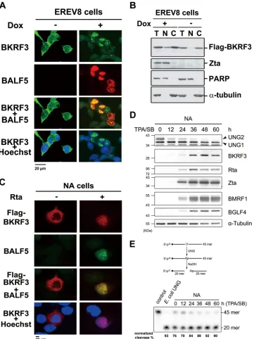 FIG 1 Translocalization of BKRF3 during the lytic cycle. (A) In EREV8 cells, an Rta-inducible EBV-positive cell line, BKRF3 protein was mostly distributed inthe cytoplasm before Rta expression is induced (left) and is transported into the nucleus and coloc