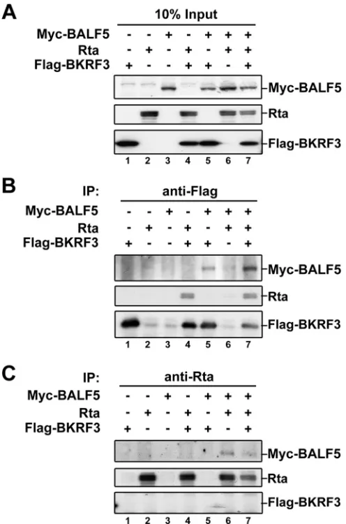 FIG 2 BKRF3 interacts with viral DNA replication-associated proteins. Im-munoprecipitation (IP) and Western blotting assays were used to examineprotein interactions among BKRF3, BALF5, and Rta in a transient cotransfec-tion system