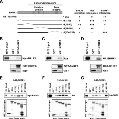 FIG 4 Mapping the interaction domains of BKRF3 using a GST pulldown assay. (A) Four GST-fused deletion mutants of BKRF3 were constructed, d(1-30),d(28-83), d(81-166), and d(164-255)