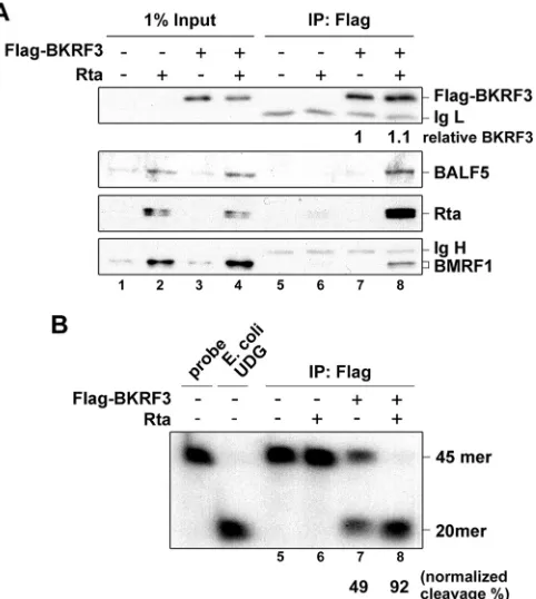 FIG 5 Complex formation with viral DNA replication machinery in Rta-reactivated NA cells stimulates BKRF3 UDG activity