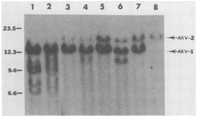 FIG. 4.NwereAKR/Jwasralprobe. (no. Reactivity of endogenous ecotropic provi- sequence with an ecotropic MuLV-specific DNA AKR/Boy (no