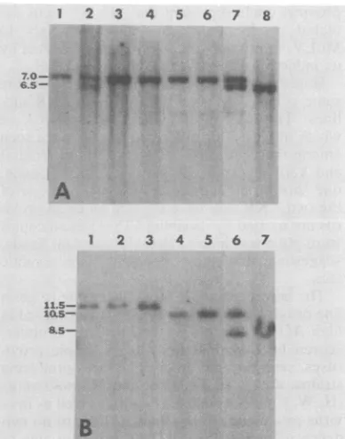 FIG. 5.fromwithlegendsperformedC57BLfrom7),(no.and Ecotropic MuLV sequences in inbred mice low incidence of leukemia