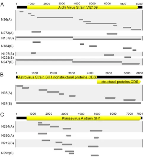 TABLE 5 Common protein sequences among G10P[11] strainsrecovered from asymptomatic and symptomatic neonatesa