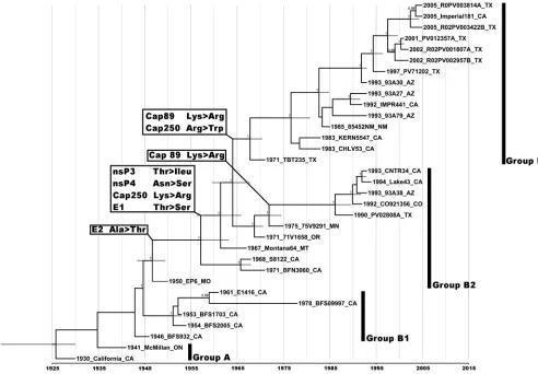 FIG 1 Maximum clade credibility tree based on 33 WEEV complete genomes. Numbers at nodes indicate posterior probabilities of �0.9