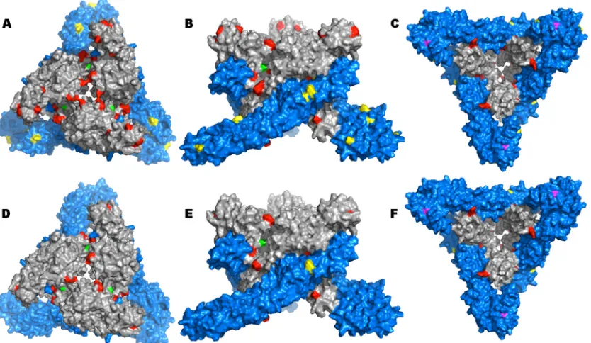 FIG 3 Predicted E1-E2 WEEV trimers. (A to C) Mapping of all mutations on WEEV BFS932 surface compared to all WEEV strains