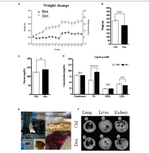 FIGURE 1 | Dexamethasone effect on rats phenotypes.age-dependent increase in weight is observed in Dex treated group compared to Ctrl.Ctrl (High-Density Lipoprotein (HDL), Low-density lipoprotein (LDL)) in Dex treated rats compared to Ctrl