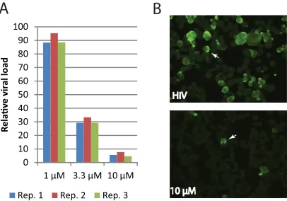 FIG 7 Lycorine inhibits HIV-1 viral replication. (A) Relative viral loads inHIV-1-infected cells treated with lycorine