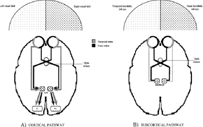 Figure 3.1. Graphic illustrates the cortical (A) and subcortical (B) retinotectal pathways through projections from nasal and temporal hemiretinae (figure borrowed from Zackon et al., 1997)