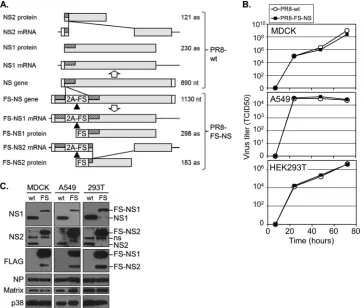 FIG 1 Generation of a recombinant PR8 virus with epitope-tagged NS1- and NS2 (PR8-NS-FS)