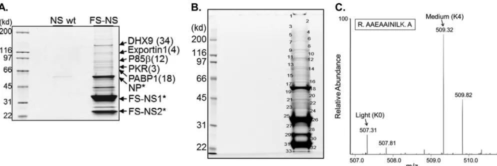 FIG 2 Puriﬁcation of NS1/2 from IAV-infected cells and identiﬁcation of associated proteins by MS