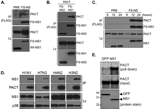 TABLE 1 MS-/MaxQuant-based identiﬁcation of NS1- and NS2-interacting proteins using SILAC
