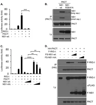 FIG 4 NS1 prevents interaction between PACT and RIG-I and blocks PACT/RIG-I-mediated IFN-assay