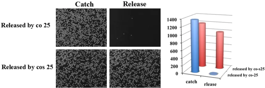 Figure 2. Characterization of the functionality of the aptamer in catching SKOV3 cells.