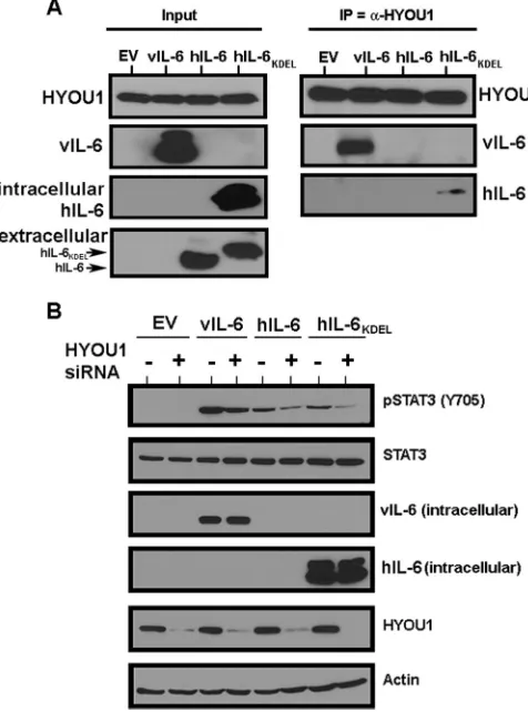 FIG 7 HYOU1 interacts with and inﬂuences the signaling of hIL-6. (A)HEK293 cells were transfected with an empty vector (EV), vIL-6, wild-typehIL-6, or hIL-6 with a KDEL motif (hIL-6–KDEL)
