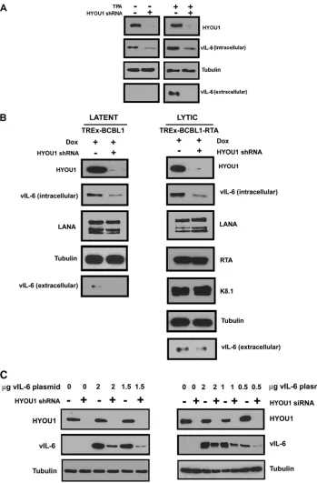 FIG 3 HYOU1 increases endogenous vIL-6 levels. (A) BCBL1 PEL cells were transduced with lentivirus expressing a nontargeting control (NTC) or HYOU1-targeting shRNA