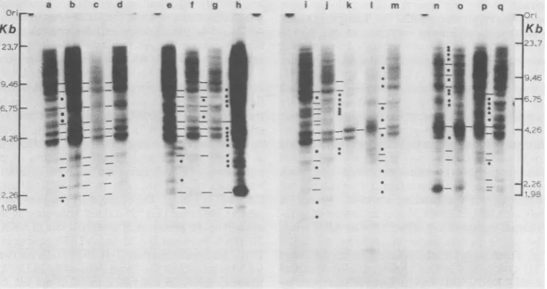 FIG.determinedThebetween towasterminal not detectably defined thefragments derived I),are 1
