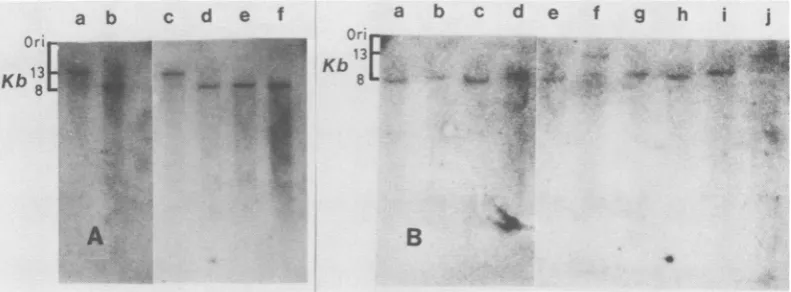 FIG. 3.JacksonmusculusEcoRI-HindIIIAKR-2BC3H/10T'/2runDNAsubsp.sequence Polymorphism at the BVL-1 locus