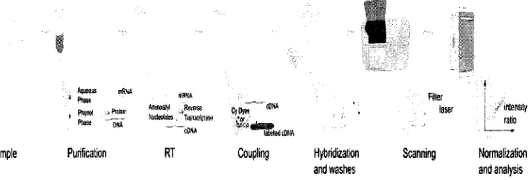 Figure 1.1* illustrates the typical process of a DNA microarray experiment. 