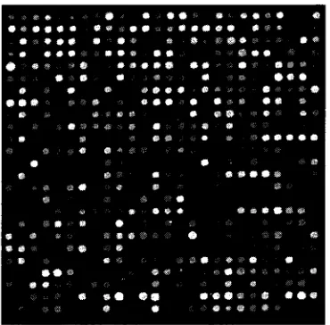 Figure 1.2: A sample DNA microarray. 
