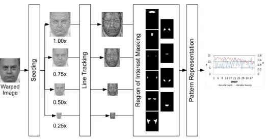 Figure 3: Multi-scale Wrinkle Patterns. It consists of four steps: seeding, line tracking, ROI masking and pattern representation