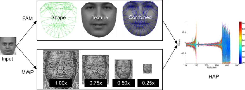 Figure 6: An illustration of HAP patterns. The graph of HAP demonstrates the normalised feature values and the colour bar shows the actual age of each instance