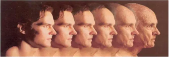 Fig. 1.  Age Progression of a Human 