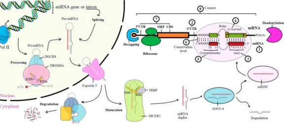 Figure 2.  The biological basis of miRNA target prediction algorithms. miRNA binding  sites are usually located on 3’UTR regions (2) of mRNAs