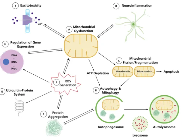 Figure 5: Schematic representation of the crosstalk between different mechanisms impli- impli-cated in PD pathophysiology