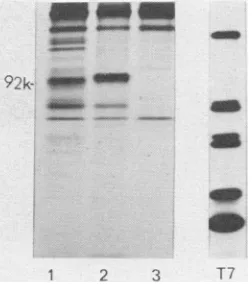 FIG. 1.AmershamCEF;rabbittionsprogrammedimmunoprecipitationinproducts(lanebyautoradiography.2.programmedcipitatedRAV-2ral21SLanesinfectedreticulocytetemsized(19) Lane these Cell-free products programmed by 21S vi- RNA and 21S RAV-2-infected CEF RNA